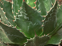 Agave titanota